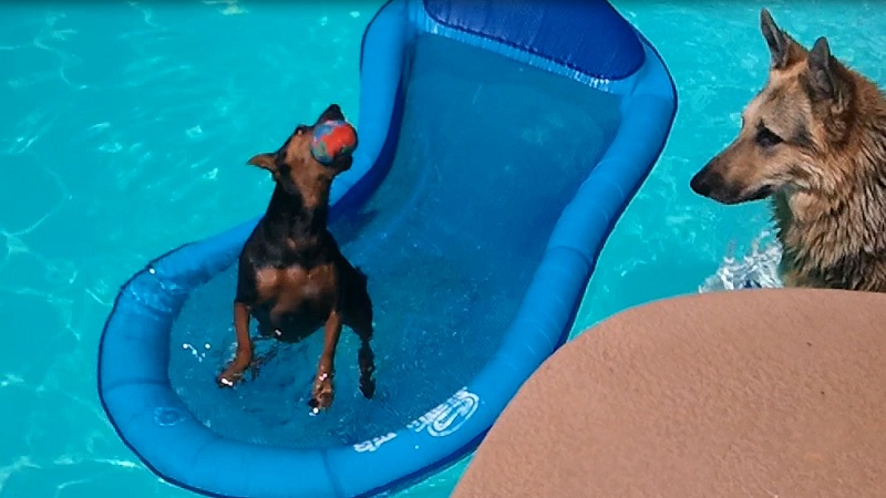 Faith catching the ball in the pool, showing off for brother Teal'c the Largest MinPin Faith in the Pool