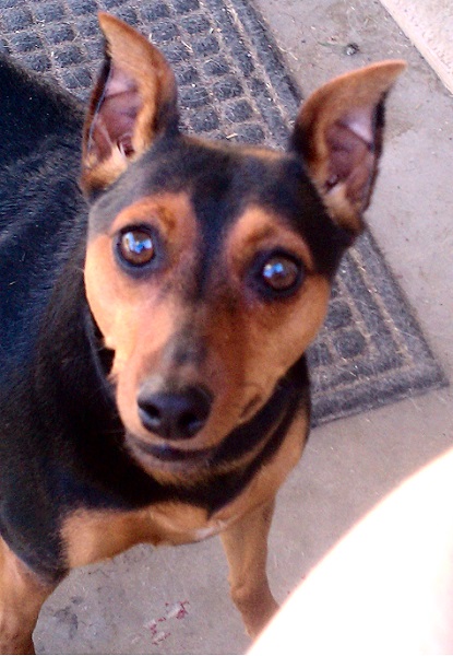 Gotta Love Me ... Faith the MinPin