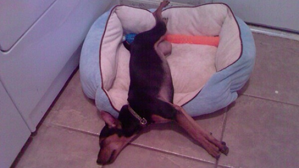 Sleeping makes you grow faster ... right out of the bed!!