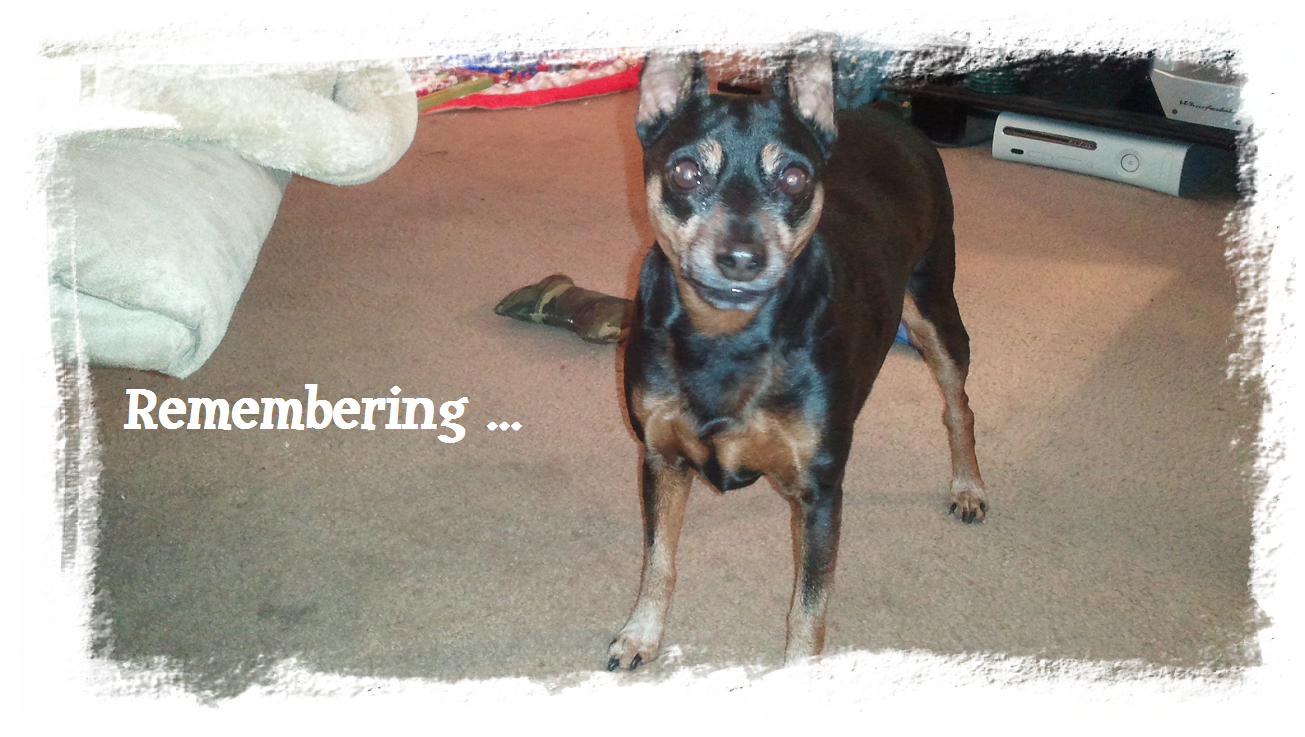 Remembering Spike the MinPin
