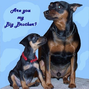 Spike's New Brother, Angel