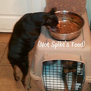 Stealing food from Teal'c the Largest MinPin