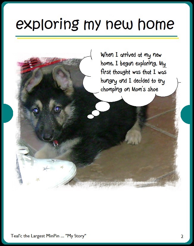 Teal'c the Largest MinPin exploring his new home