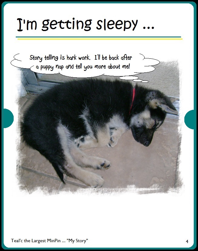 Teal'c the Largest MinPin takes a puppy nap