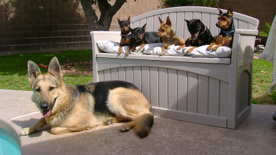 Teal'c and His Family;