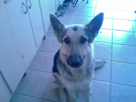 Teal'c demonstrates Pin Ears;
