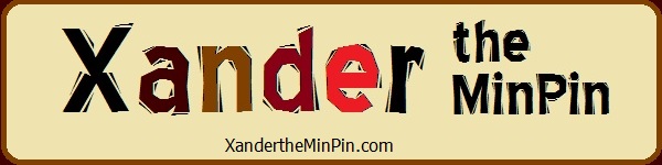 Xander the MinPin
