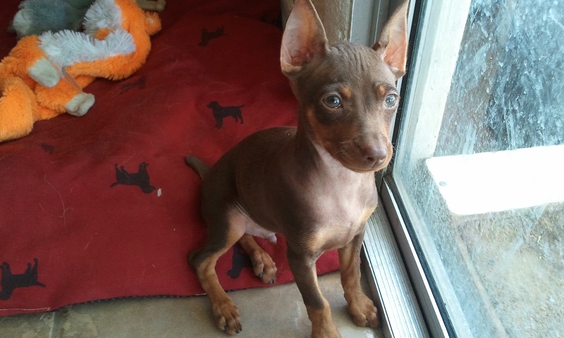 Meet Xander the MinPin