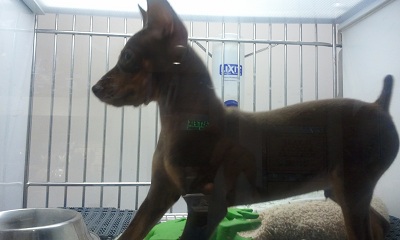 Puppy in the Window